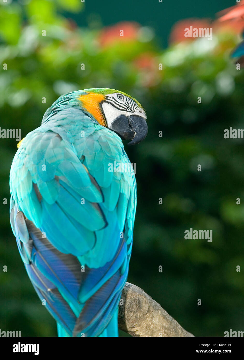 An aqua-marine Macaw parrot with gold and green head colours sitting on a tree branch, looking sideways. Stock Photo