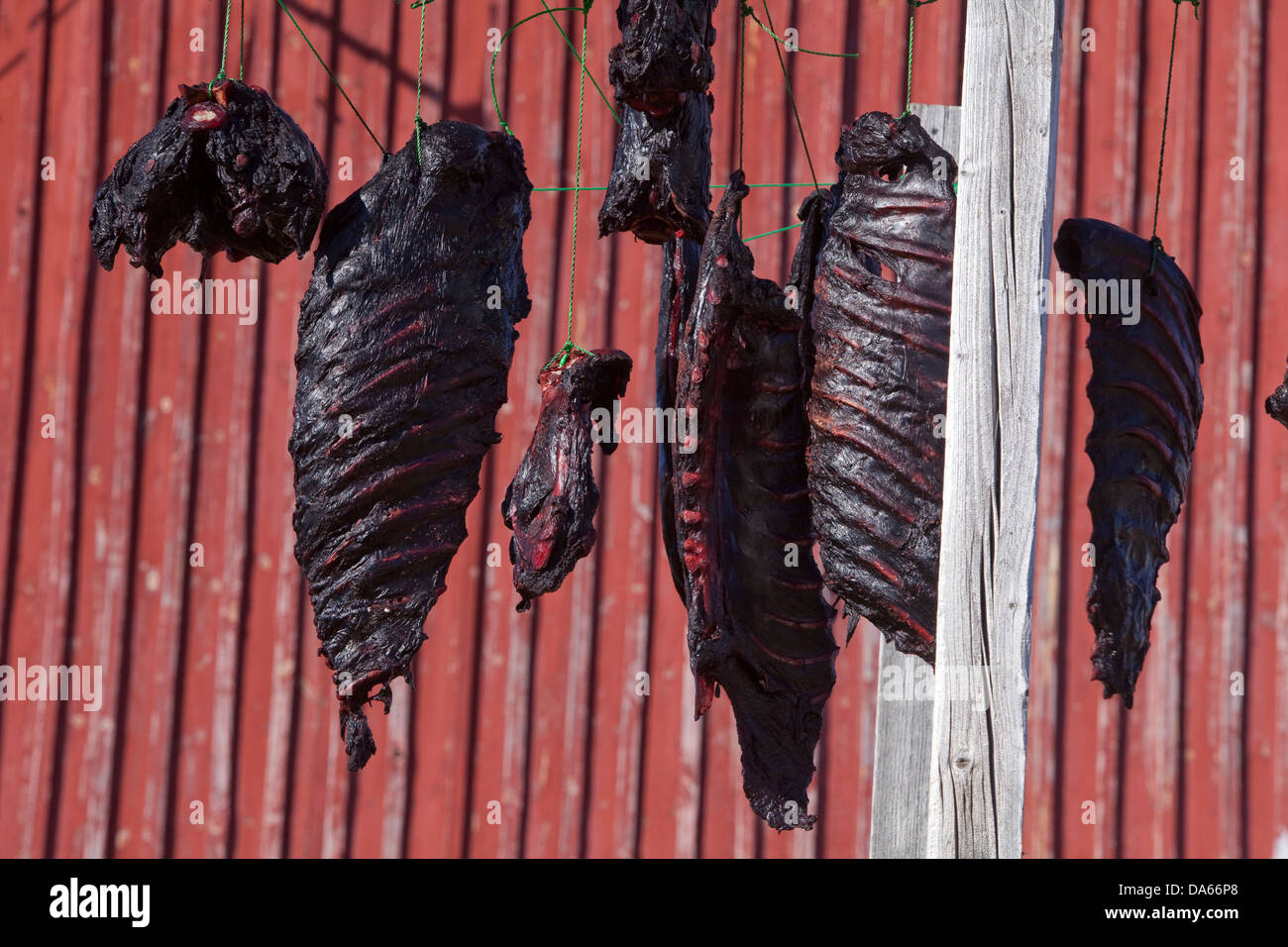 Seal meat, Greenland, East Greenland, food, Food, dry, Stock Photo