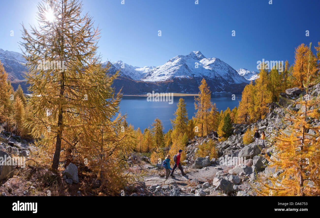 Walking, Hiking, lake Sils, autumnally, Engadin, Engadine, panorama, mountain lake, lake, autumn, sport, spare time, leisure, ad Stock Photo