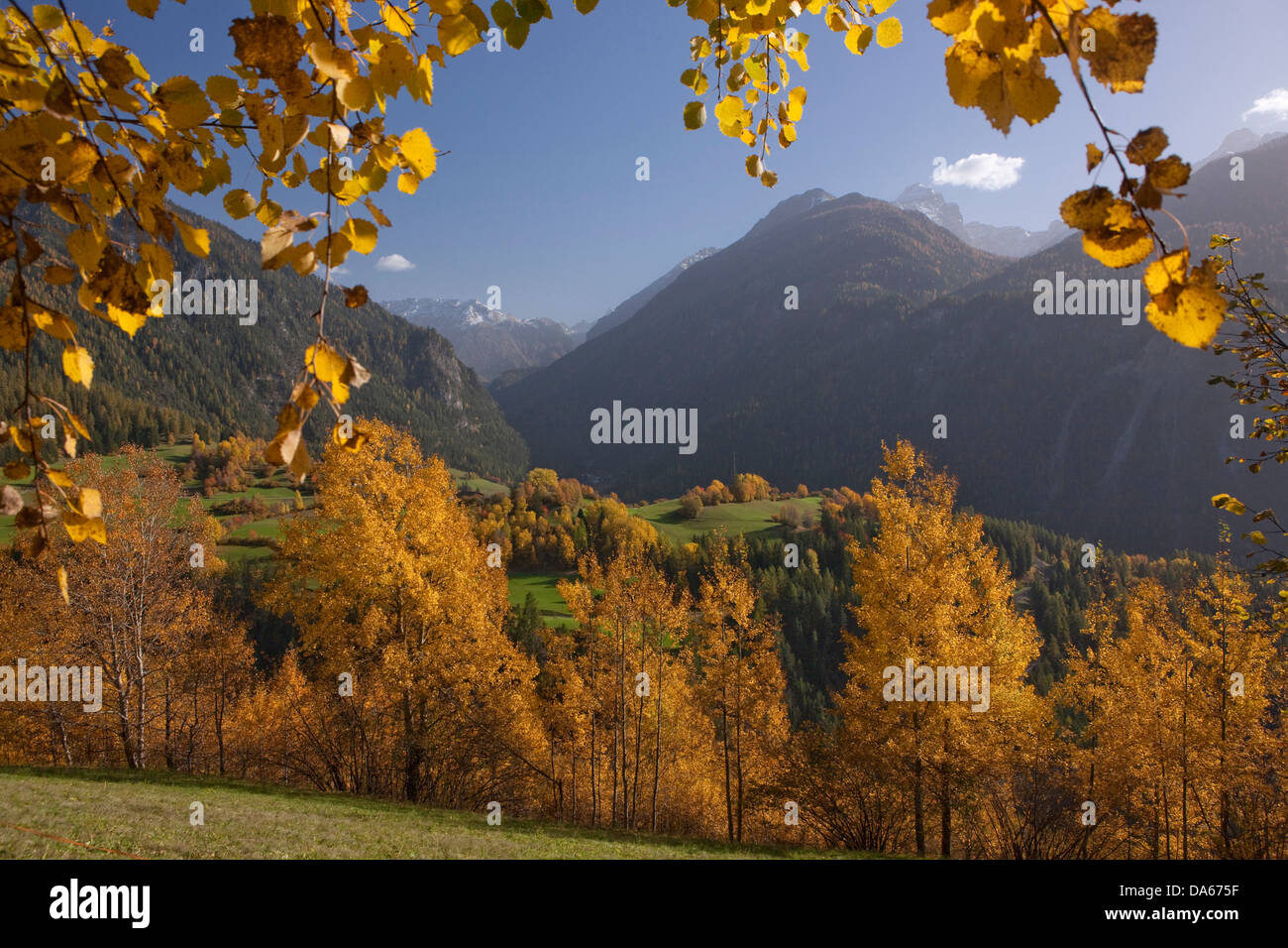 Albula valley, autumn, autumn, wood, forest, canton, GR, Graubünden, Grisons, tree, trees, Switzerland, Europe, Schmitten, scene Stock Photo