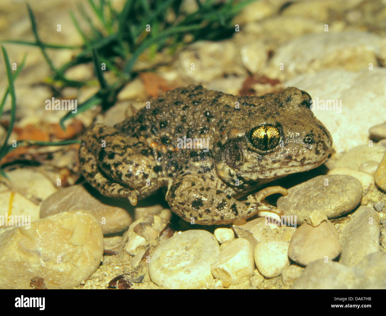 Switzerland, animal, toad, midwife toad, animal, amphibian, alytes ...