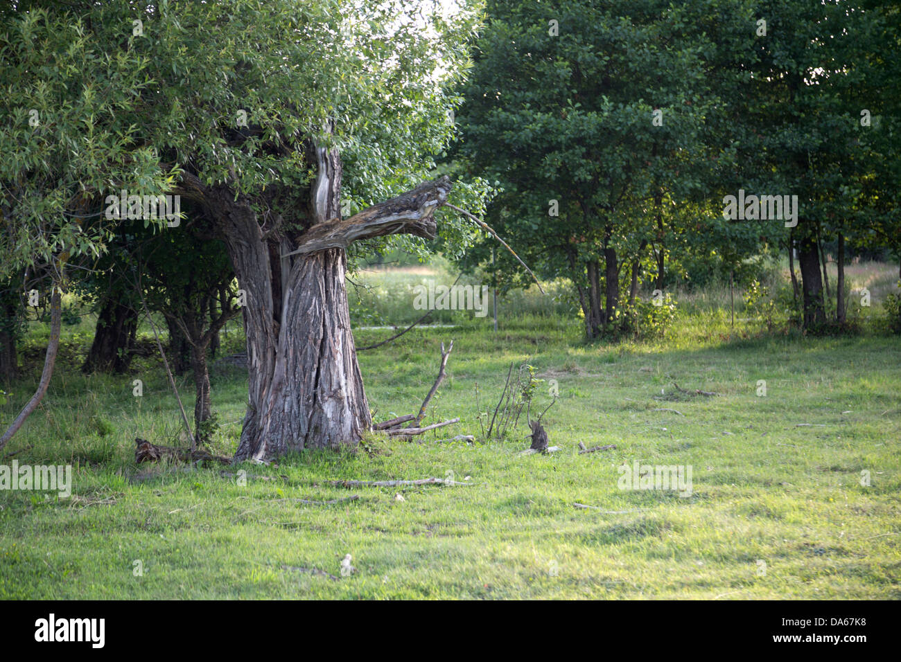 Willow tree in Poland, Masovia, Europe, Mazowsze, polish, masovian Stock Photo