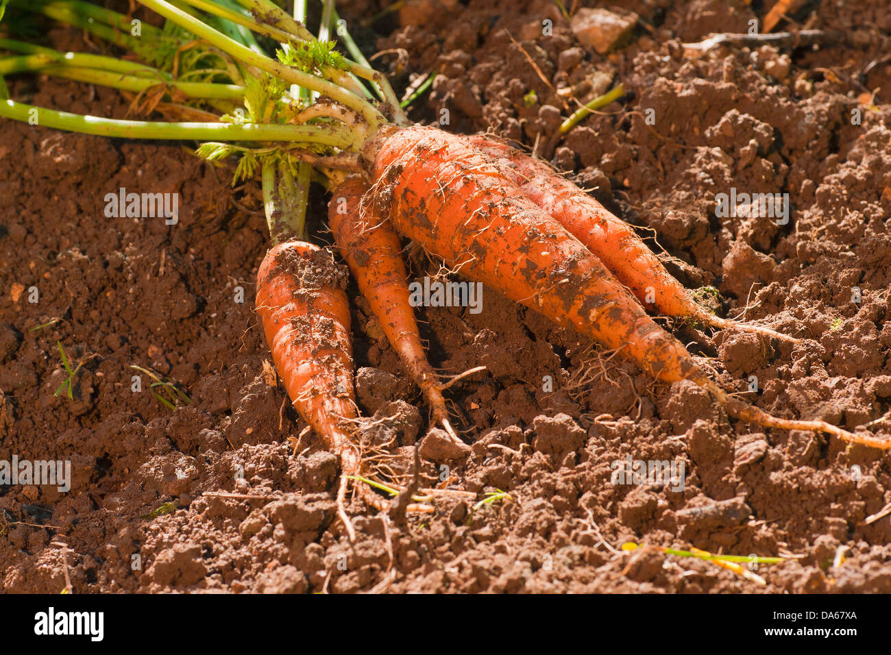 Germany, Europe, Bavaria, garden, vegetables, harvest, crop, carrots
