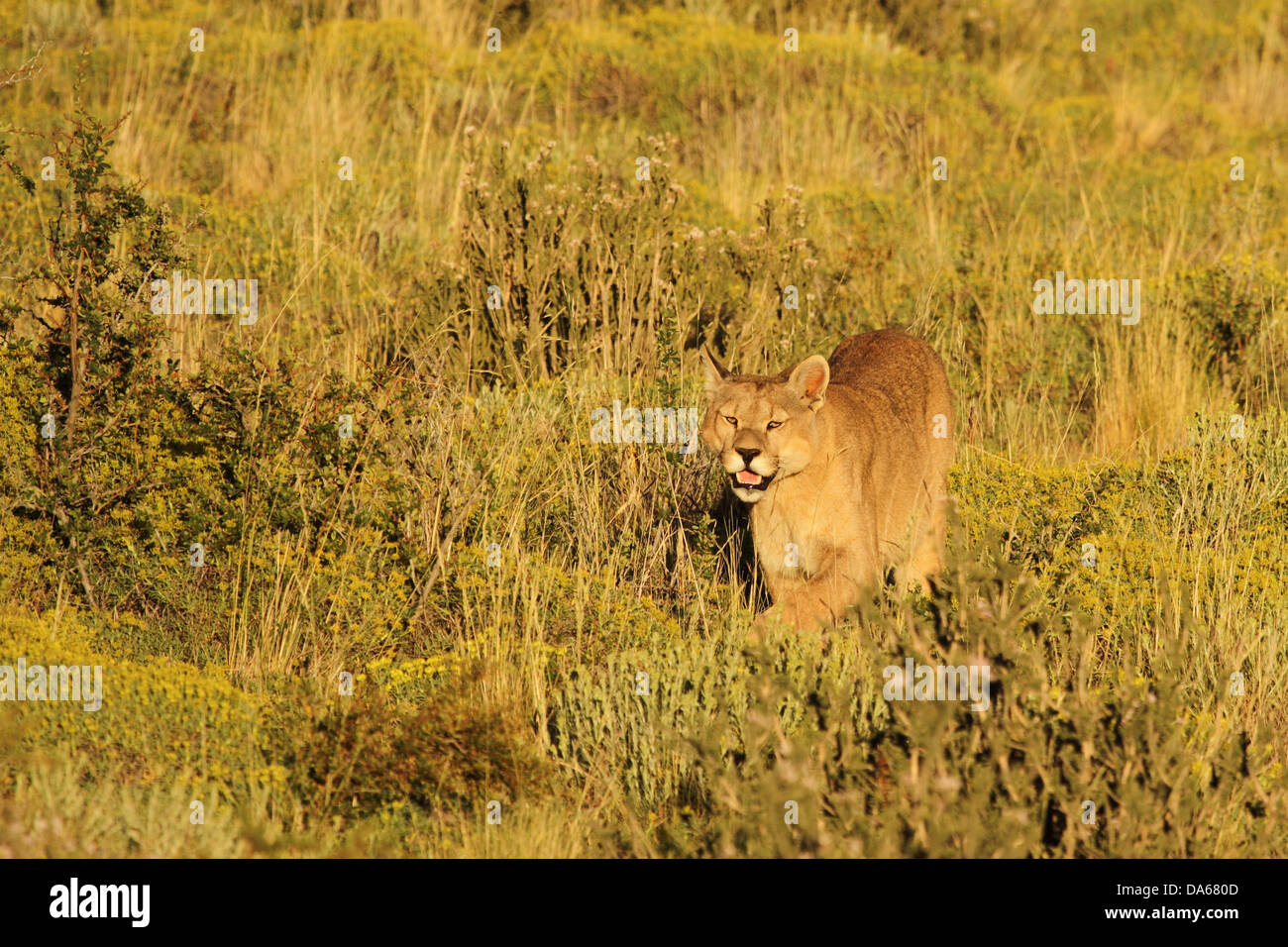Puma concolor, animal, mammal, predator, feline predator, Puma, Cougar, Mountain  Lion, steppe, prowling around, prowling, Torres Stock Photo - Alamy