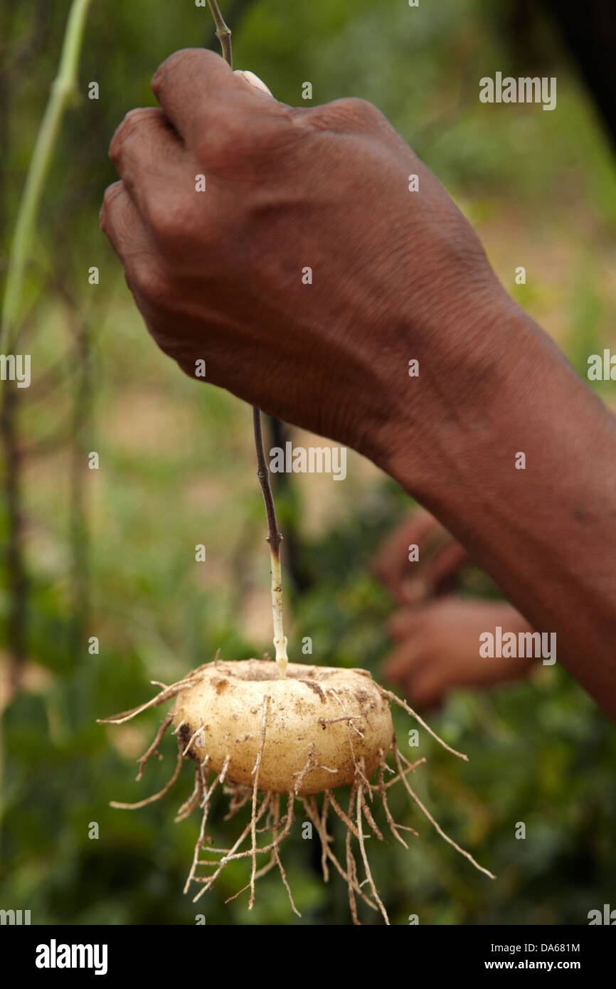 Edible roots hires stock photography and images Alamy