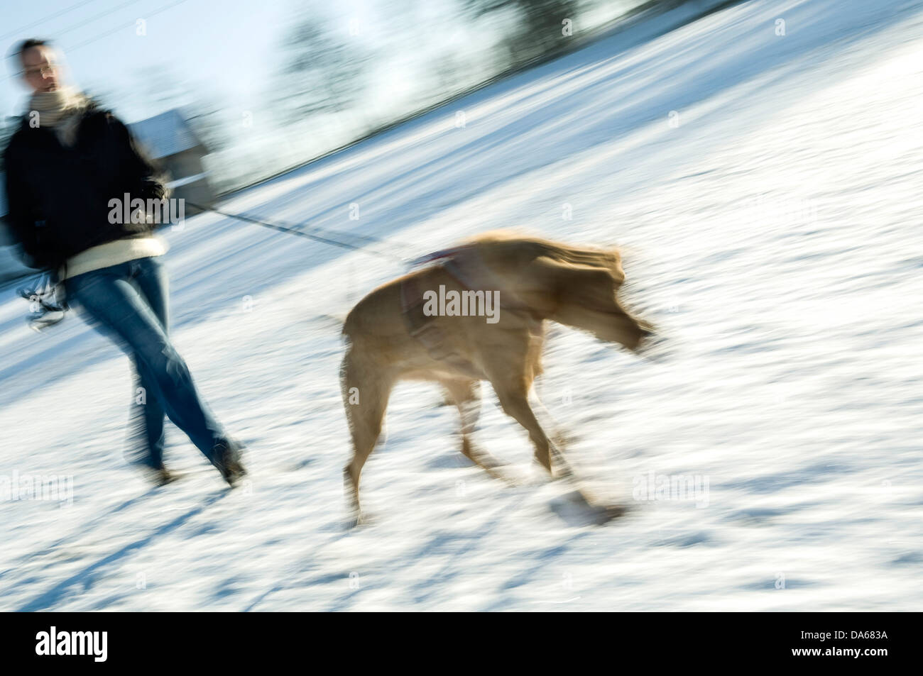 Dog Sport - Man Trailing Stock Photo