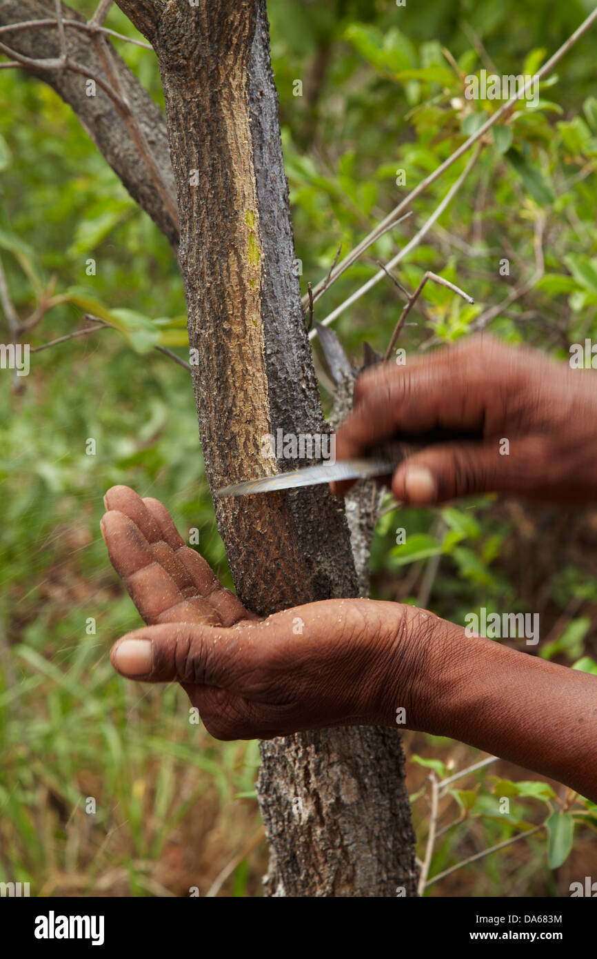 Traditional african medicine hires stock photography and images Alamy