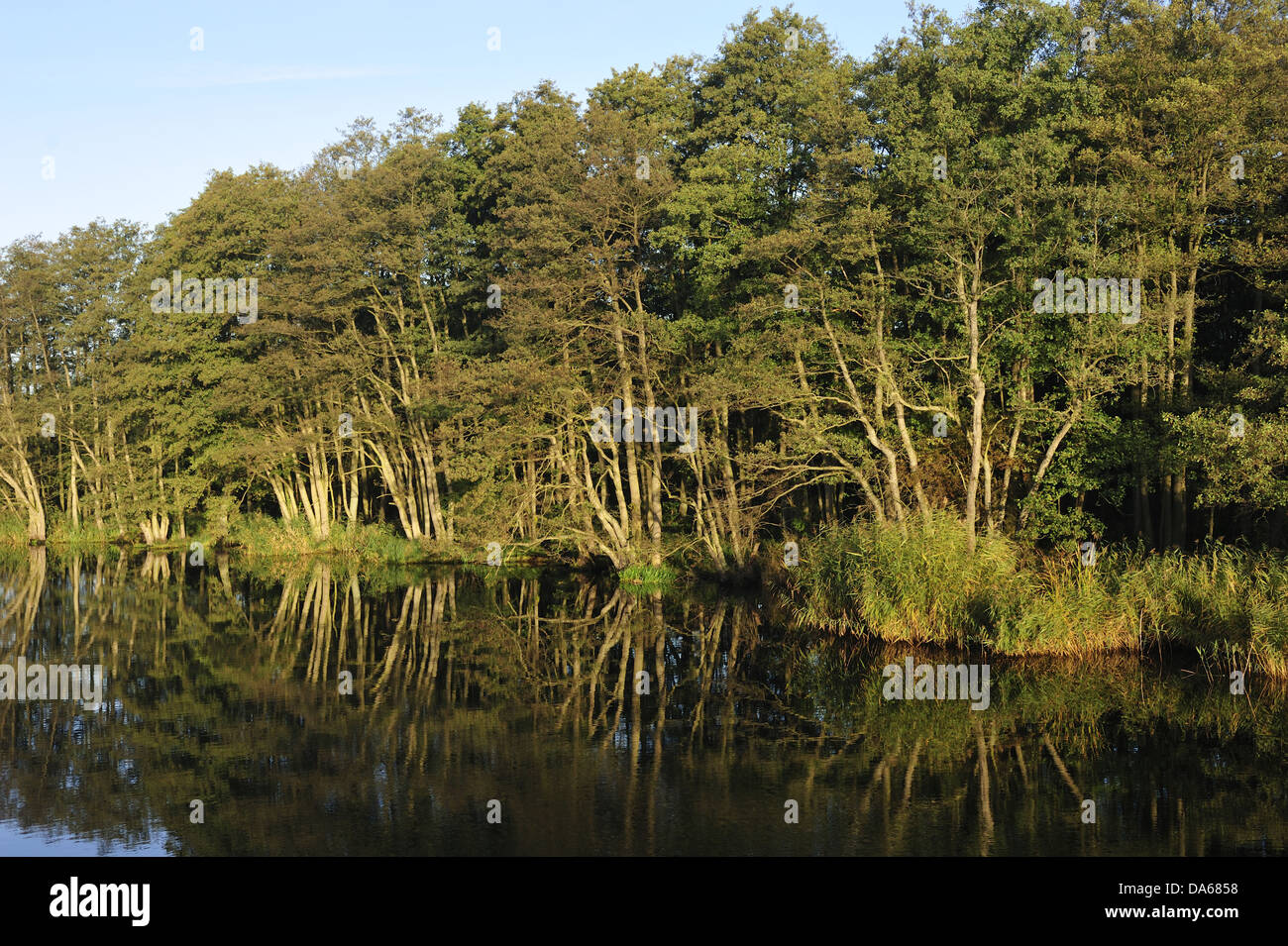 River, Peene, riverside, river basin, alders, forest, Mecklenburg-Vorpommern, Germany Stock Photo