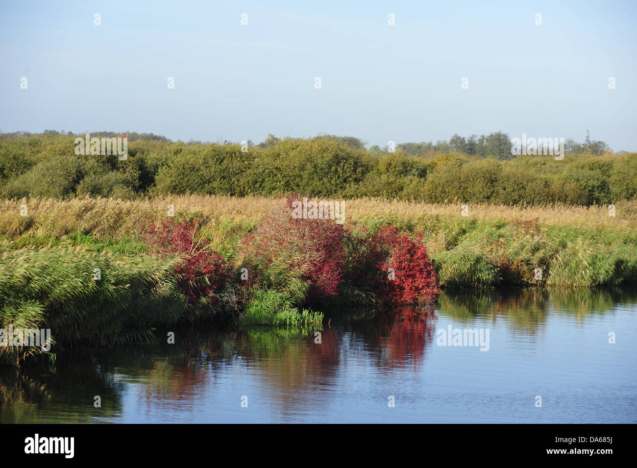 River, Peene, riverside, river basin, moorland, reeds, autumn, autumn colours, Mecklenburg-Vorpommern, Germany Stock Photo