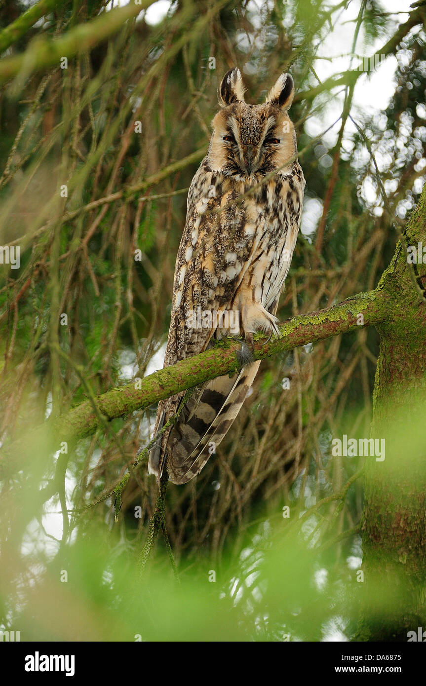 Long-eared Owl, Asio otus, Strigidae, Owl, bird, animal, Wauwiler Moos, Canton, Lucerne, Switzerland Stock Photo