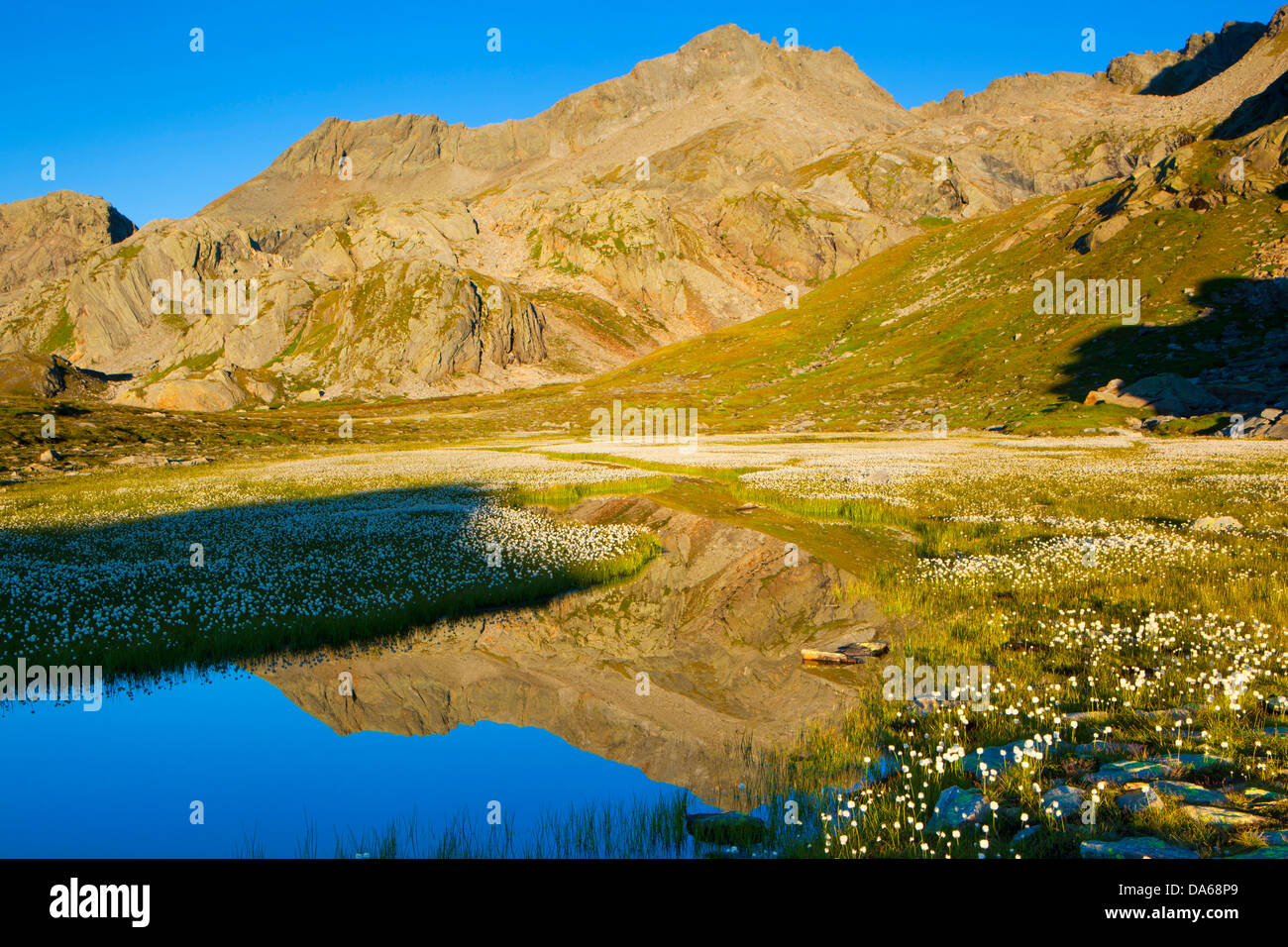 Marsh mud grass hi-res stock photography and images - Alamy