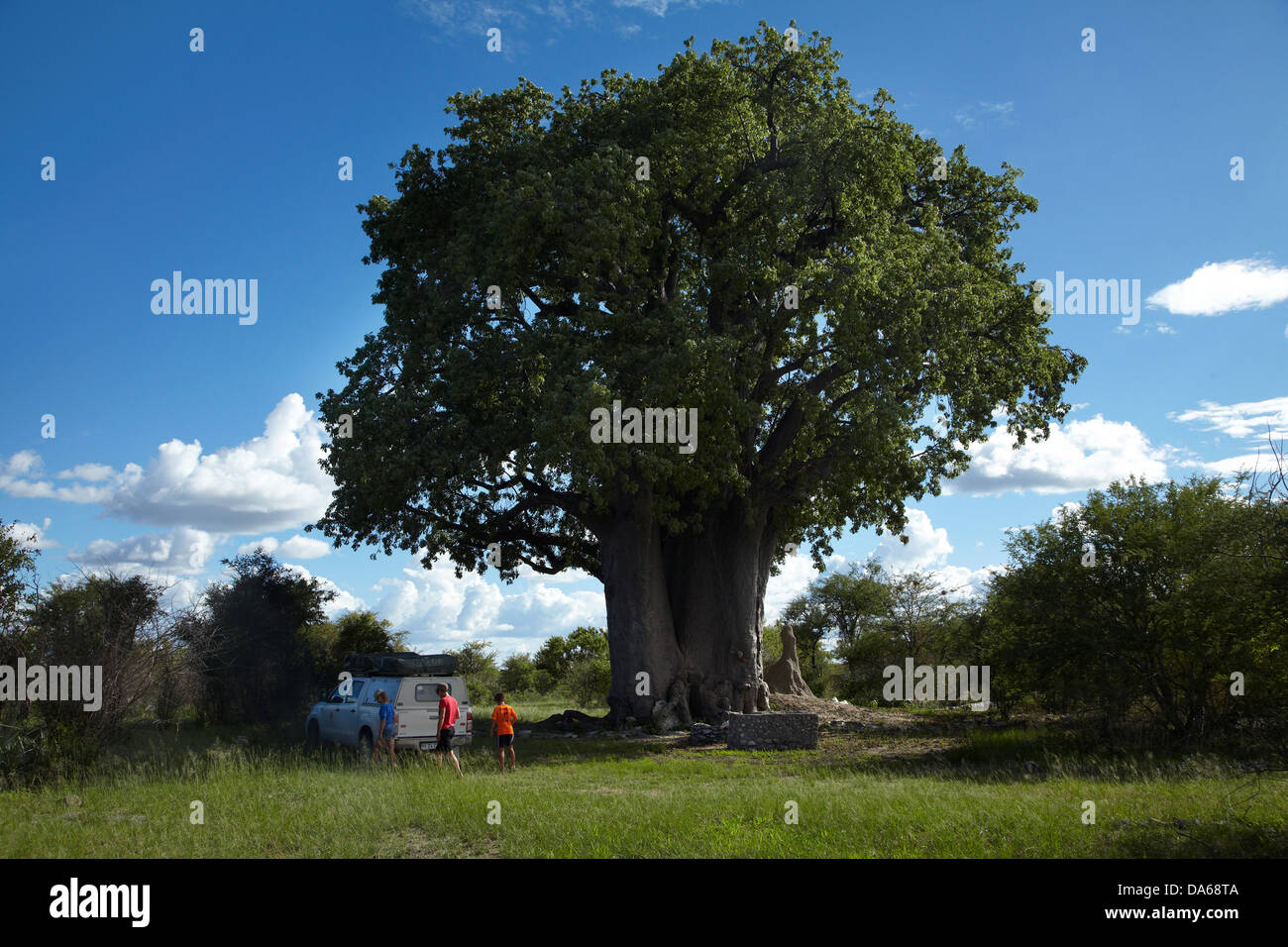 Giant baobab tree, (Adansonia digitata), and 4x4 camper, Nyae Nyae Conservancy, near Tsumkwe, Namibia, Africa Stock Photo