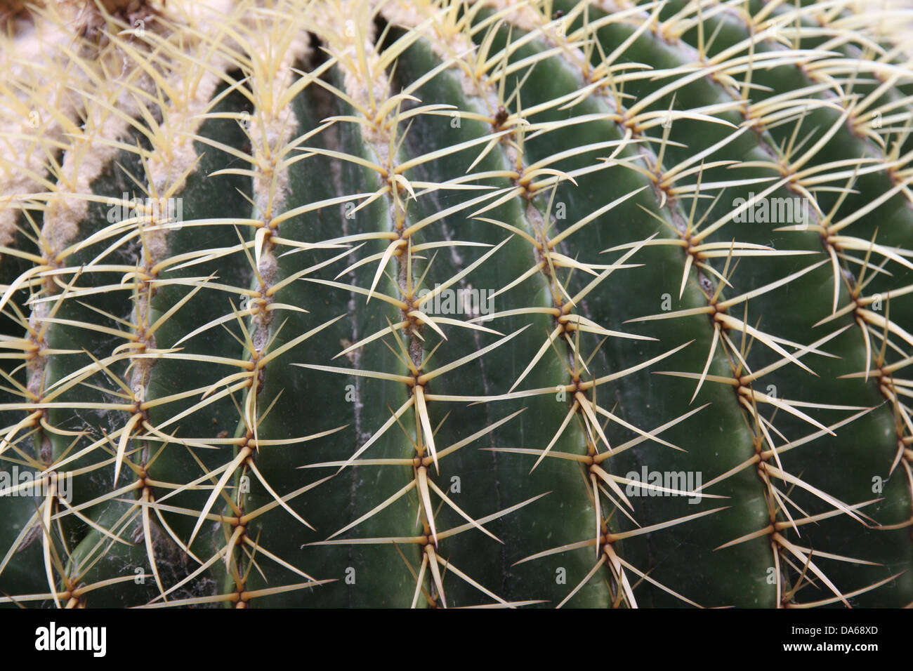soap cactus Baja Cactus Soap  Bit of Blisse