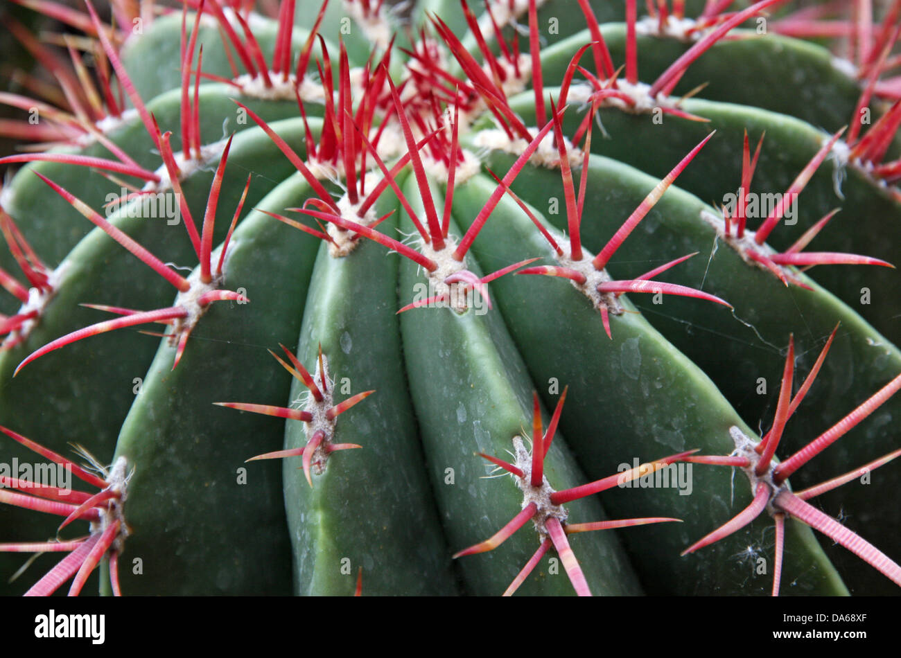 Quills and prickly cactus red spines of a very dangerous succulent plant Stock Photo