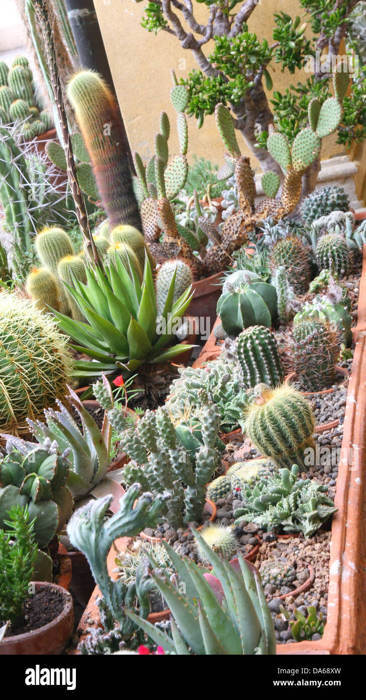 mix of many succulents and cactus with very sharp prickles and thorns