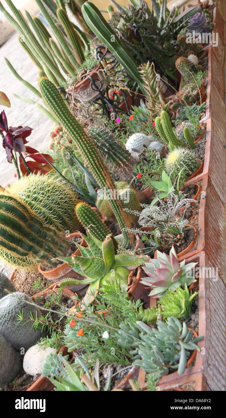 mix of many succulents and cactus with very sharp prickles and thorns of the cactus desert plants Stock Photo