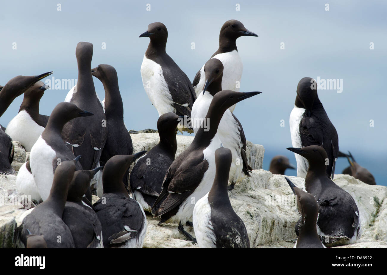 a group of guillemots in a seabird colony northumbria Stock Photo