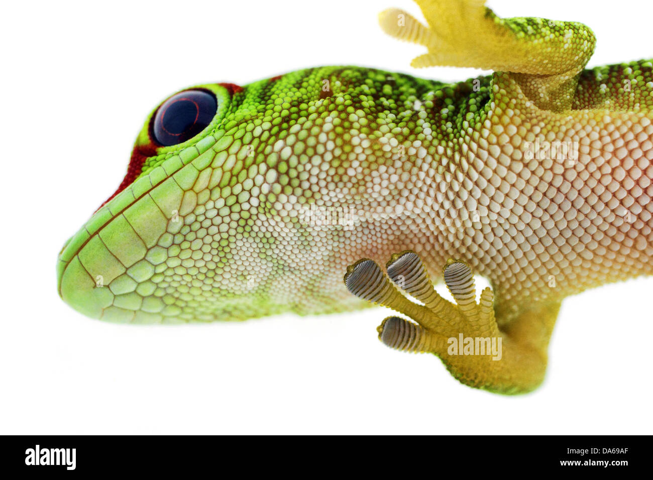 Green Gecko Lizard Stock Photo