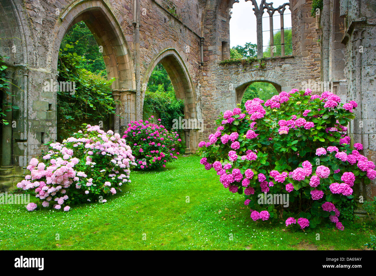 Abbaye de Beauport, Paimpol, France, Europe, Brittany, department Côtes d'Armor, cloister ruins, cloister, ruins, flowers, hydra Stock Photo