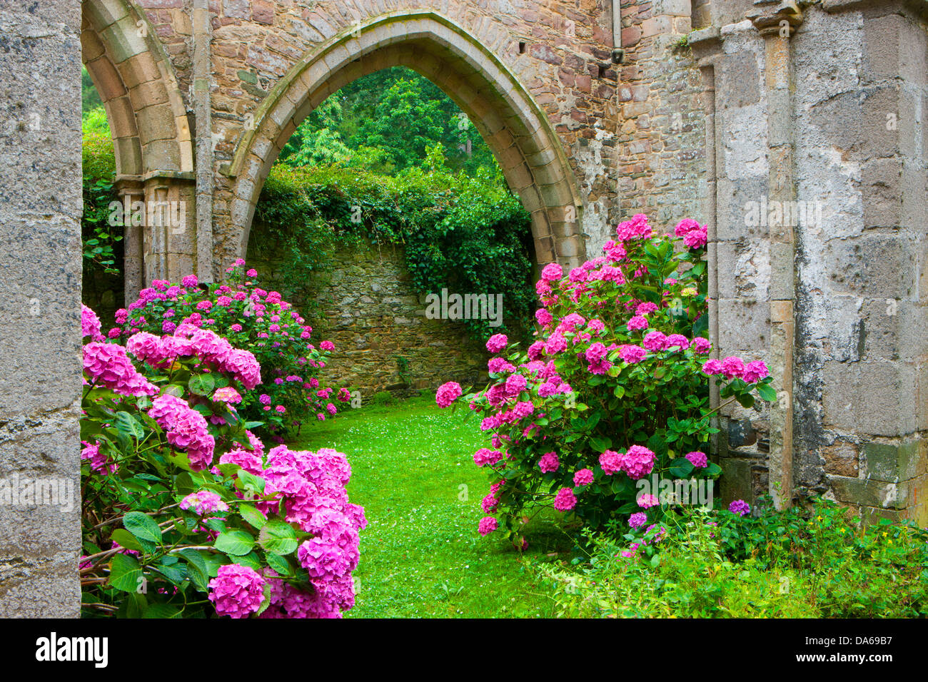 Abbaye de Beauport, Paimpol, France, Europe, Brittany, department Côtes d'Armor, cloister ruins, cloister, ruins, flowers, hydra Stock Photo