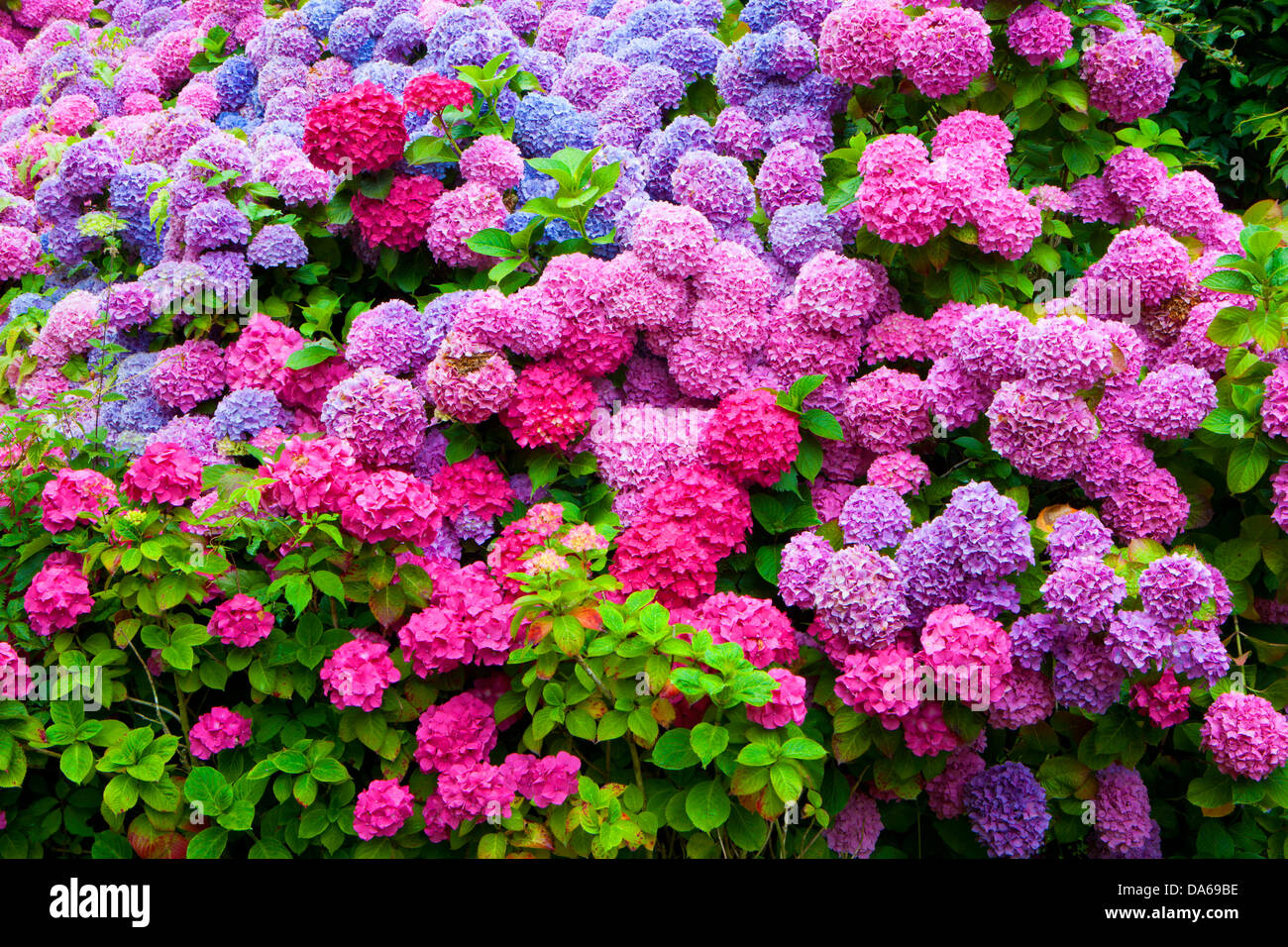 Abbaye de Beauport, Paimpol, France, Europe, Brittany, department Côtes