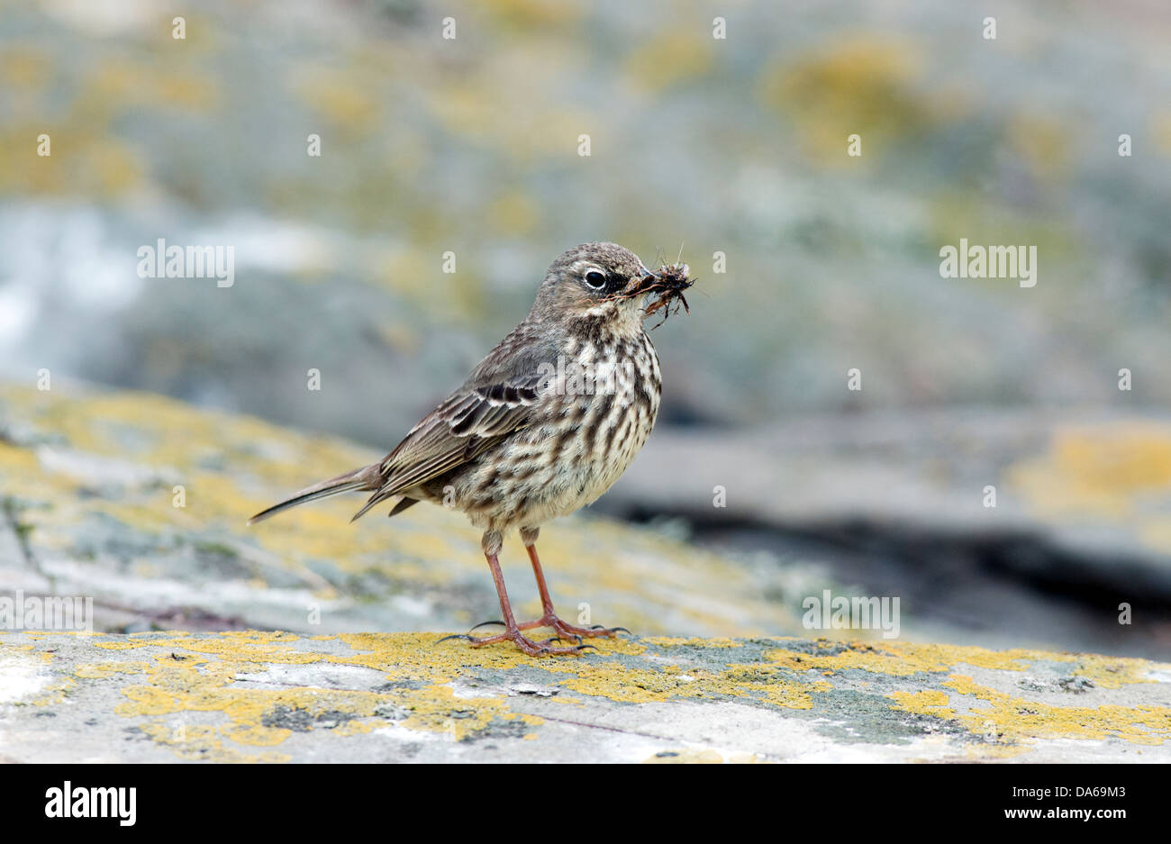 rock-pipit-anthus-spinoletta-with-food-northumberland-stock-photo-alamy