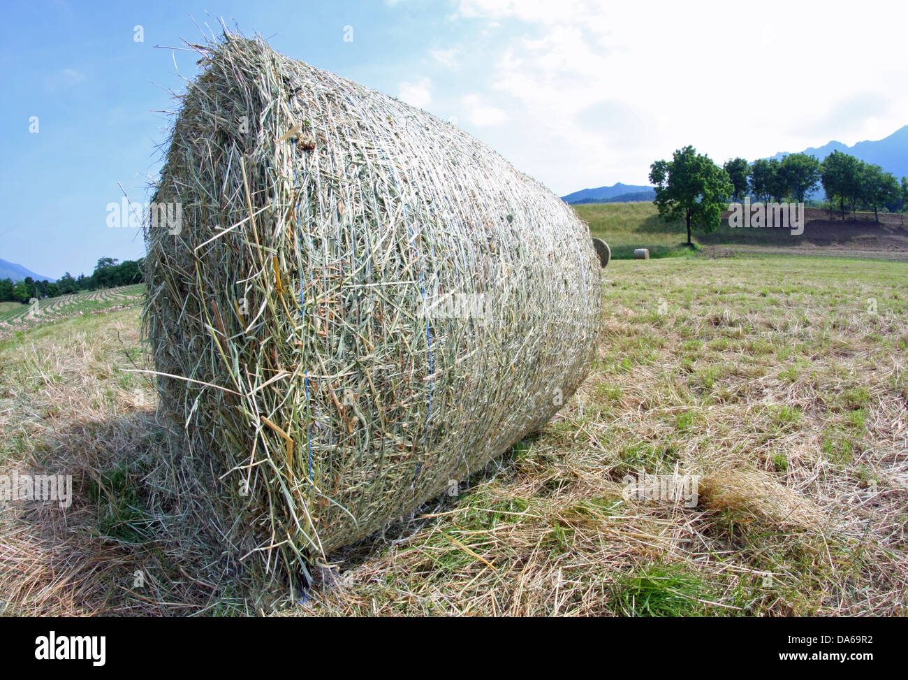 freshly cut hay bale in a camp in the mountains Stock Photo