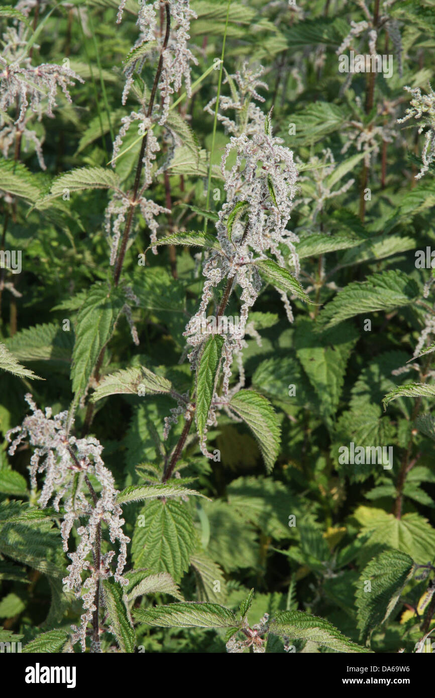 pungent and irritating nettle plants excellent for preparing a tasty rice Stock Photo