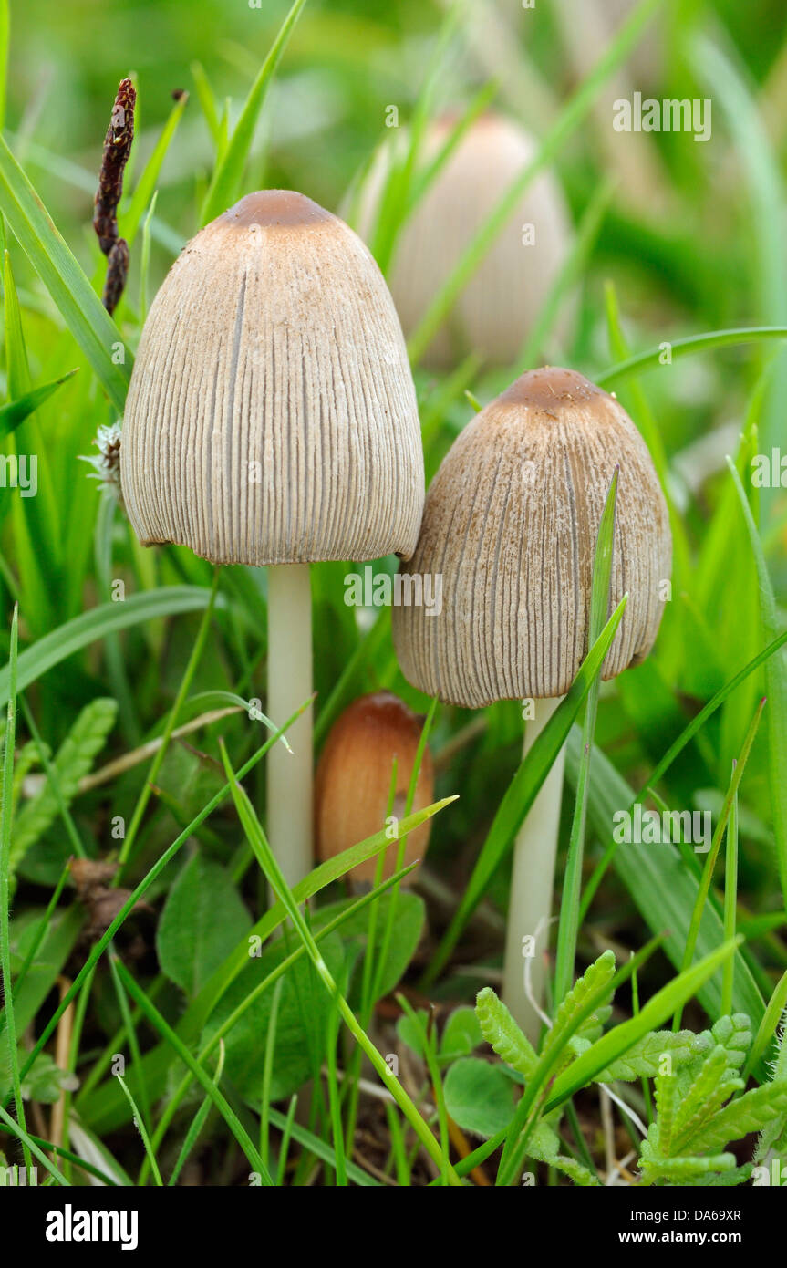 Common Inkcap Fungi - Coprinus atramentarius in grass Stock Photo