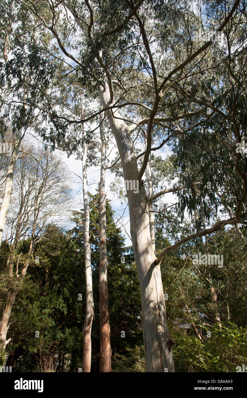 Eucalyptus gunnii tree Stock Photo