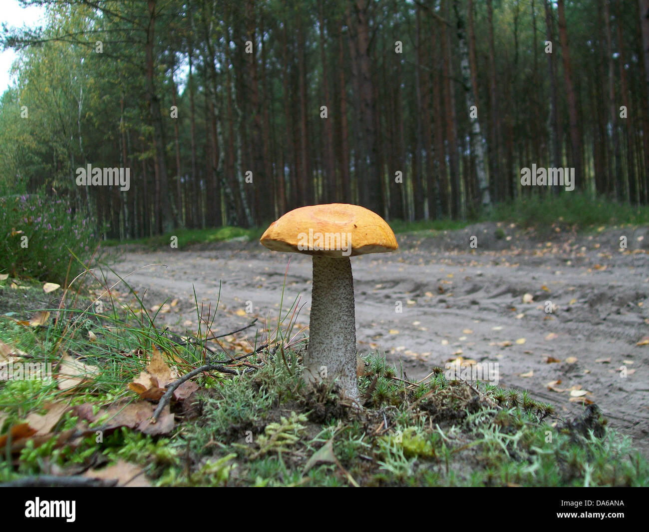 Mushroom Leccinum versipelle Stock Photo