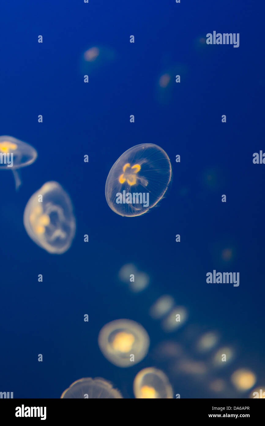 Jellyfish in an aqurium Stock Photo
