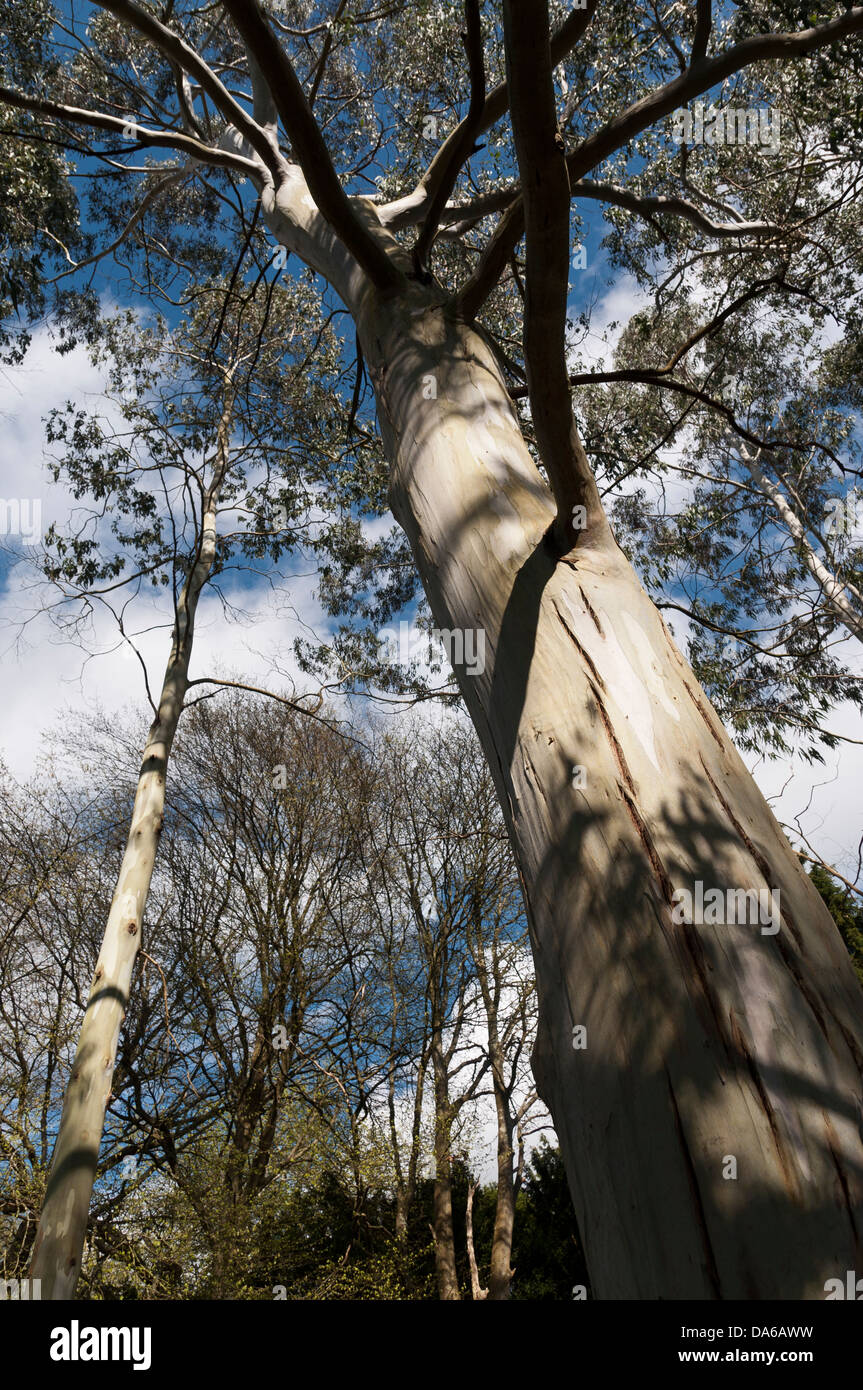 Eucalyptus gunnii tree Stock Photo