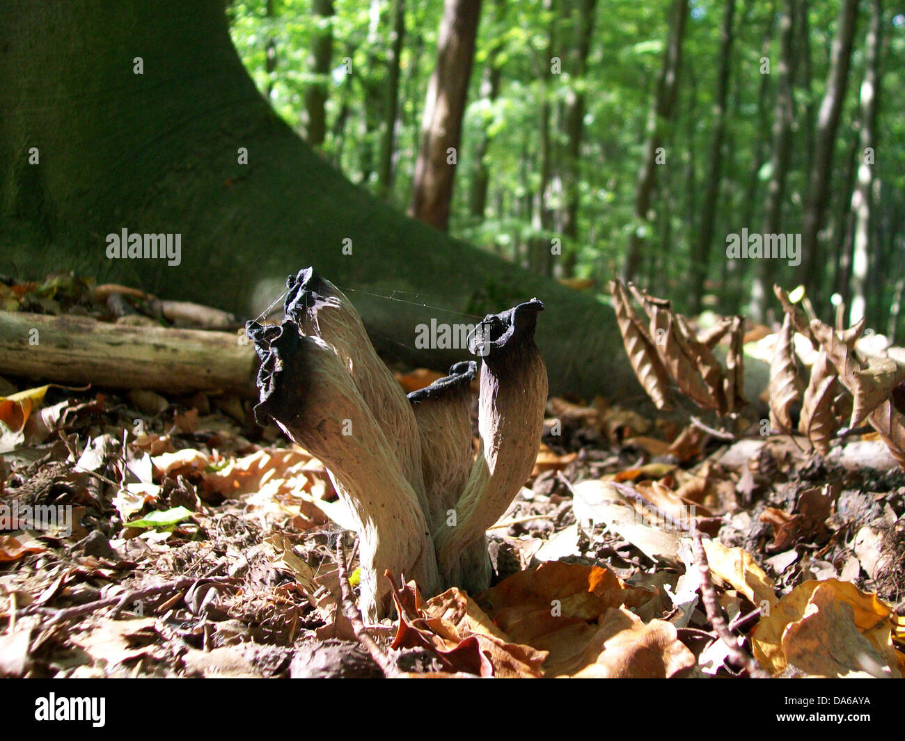 Craterellus cornucopioides mushrooms Stock Photo Alamy