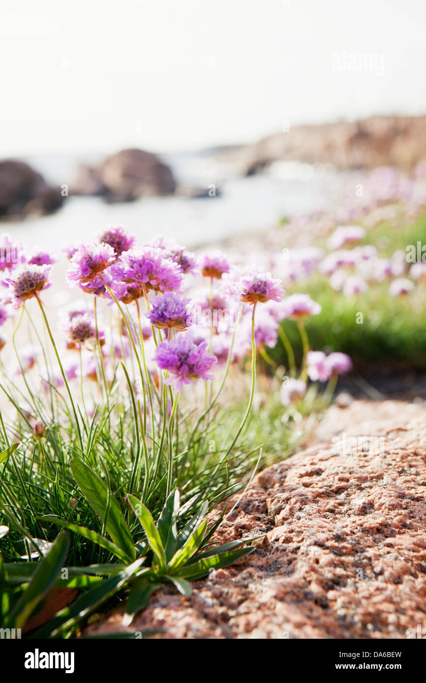 Pink wildflowers hi-res stock photography and images - Alamy