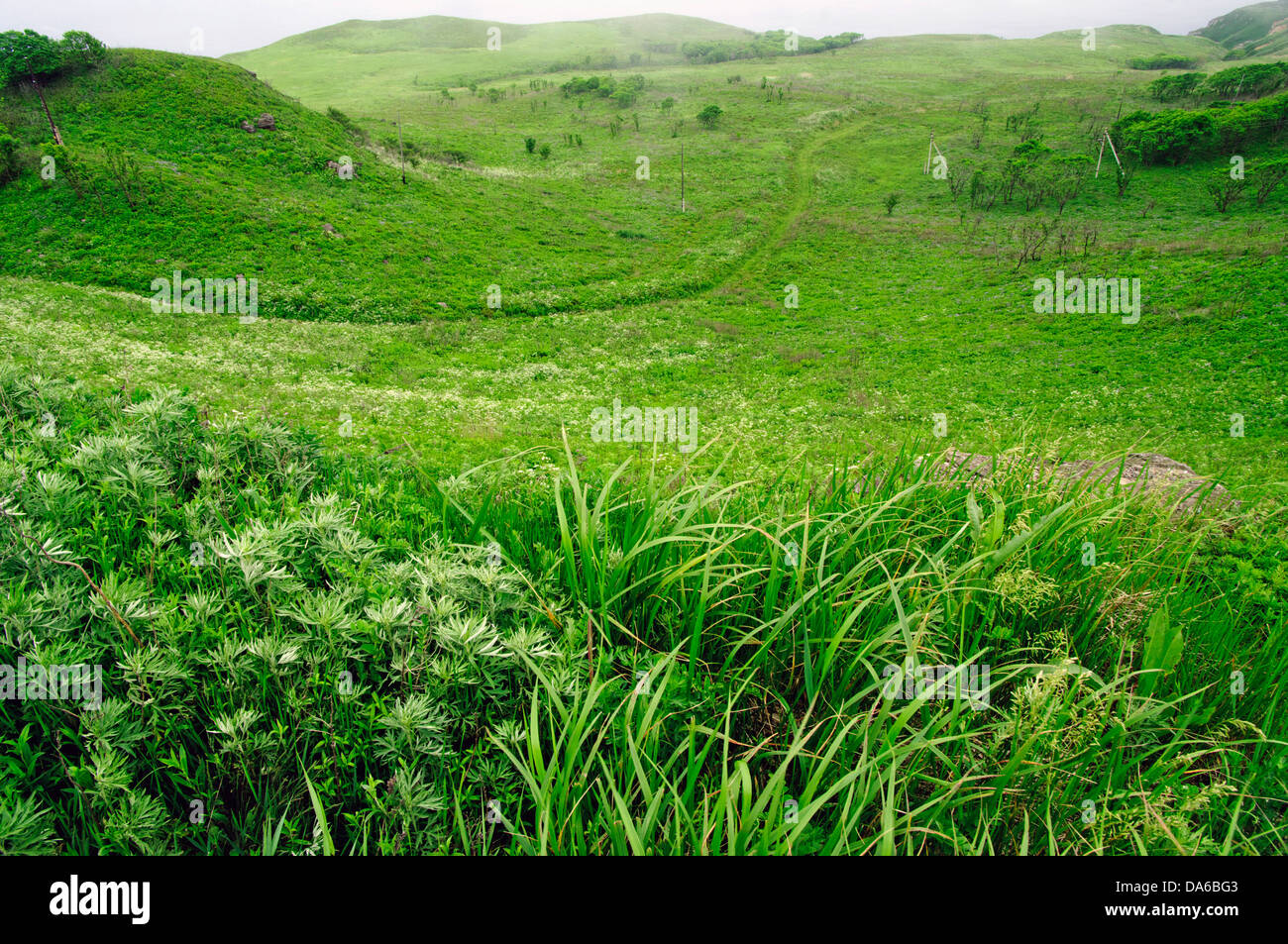 Green grass background hi-res stock photography and images - Alamy