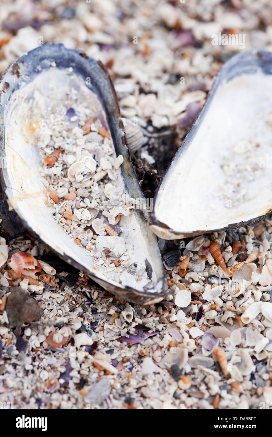 Shellfish on the beach hires stock photography and images Alamy