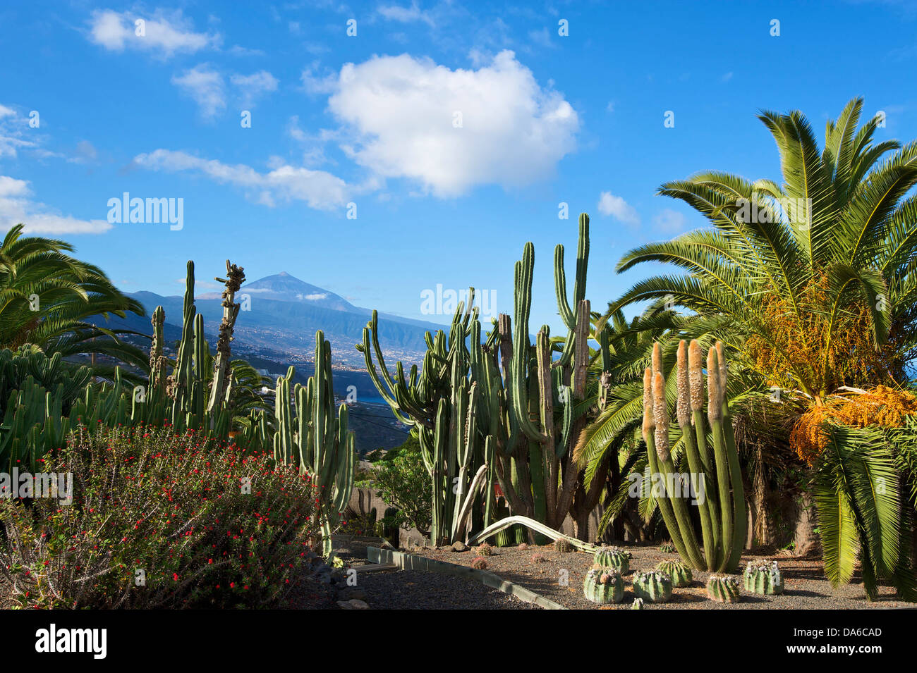 Tenerife, Teneriffa, Canaries, Canary islands, isles, Spain, Spanish, Europe, botanical garden, El Sauzal, Teide, mountain, moun Stock Photo