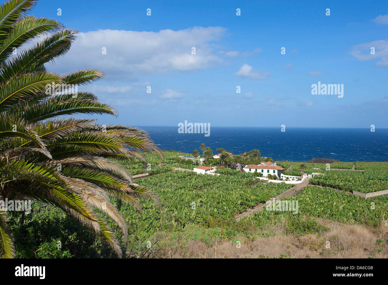 Tenerife, Teneriffa, Canaries, Canary islands, isles, Spain, Spanish, Europe, banana plantation, plantation, plantations, agricu Stock Photo