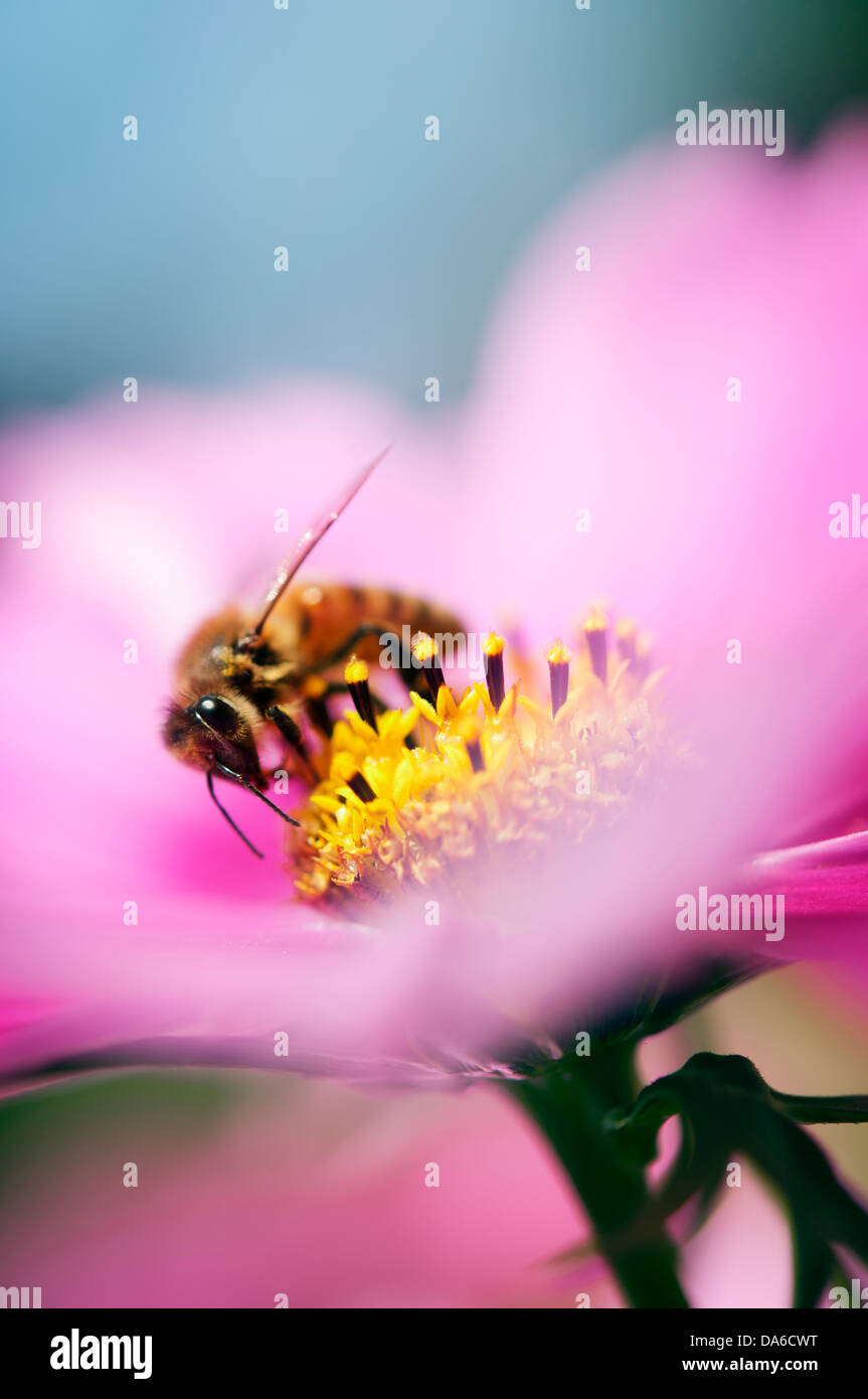Close-up of bee on pink flower Stock Photo