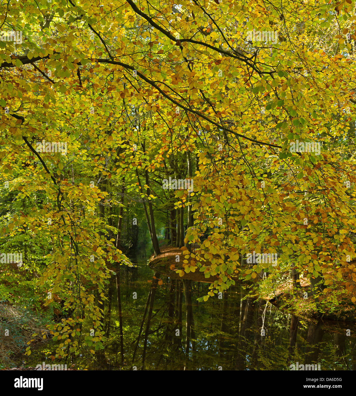 Holland, Netherlands, Europe, ‘s Graveland, Gooilust, country estate, landscape, water, trees, autumn, Stock Photo