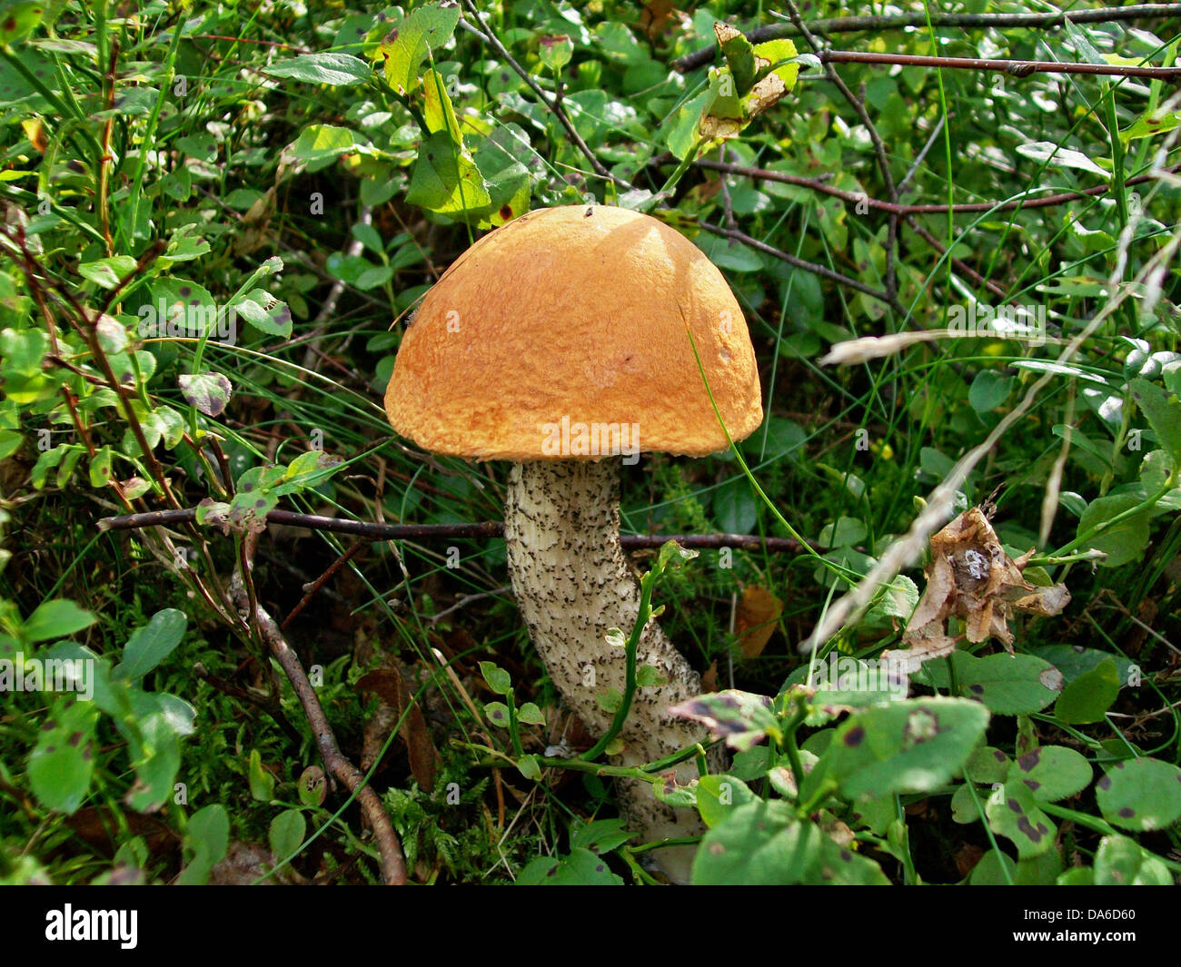 Mushroom Leccinum versipelle Stock Photo