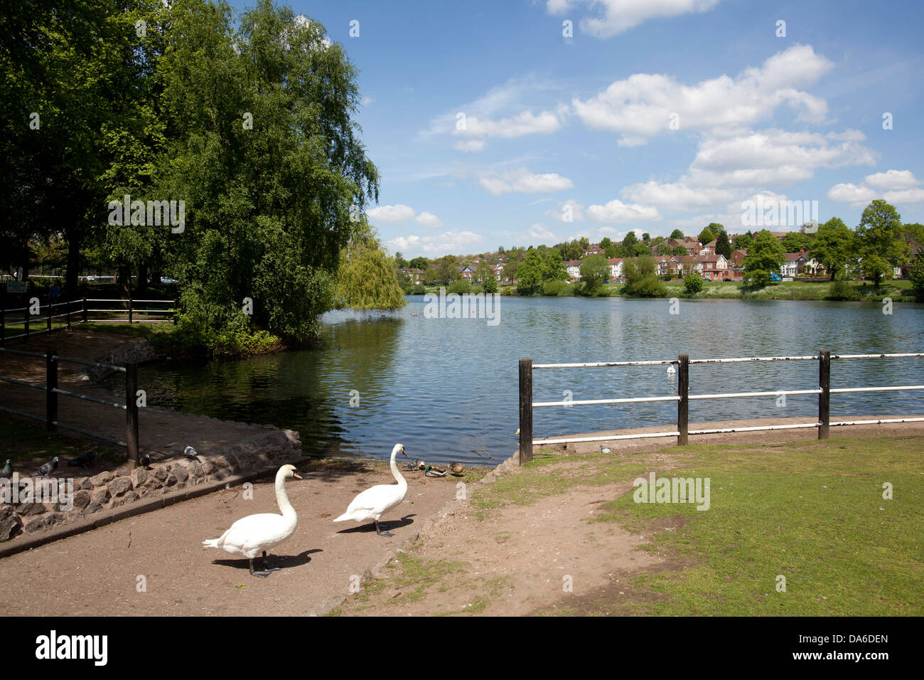 Two swans pictured at the pool entrance to Brookvale Park, Stockland