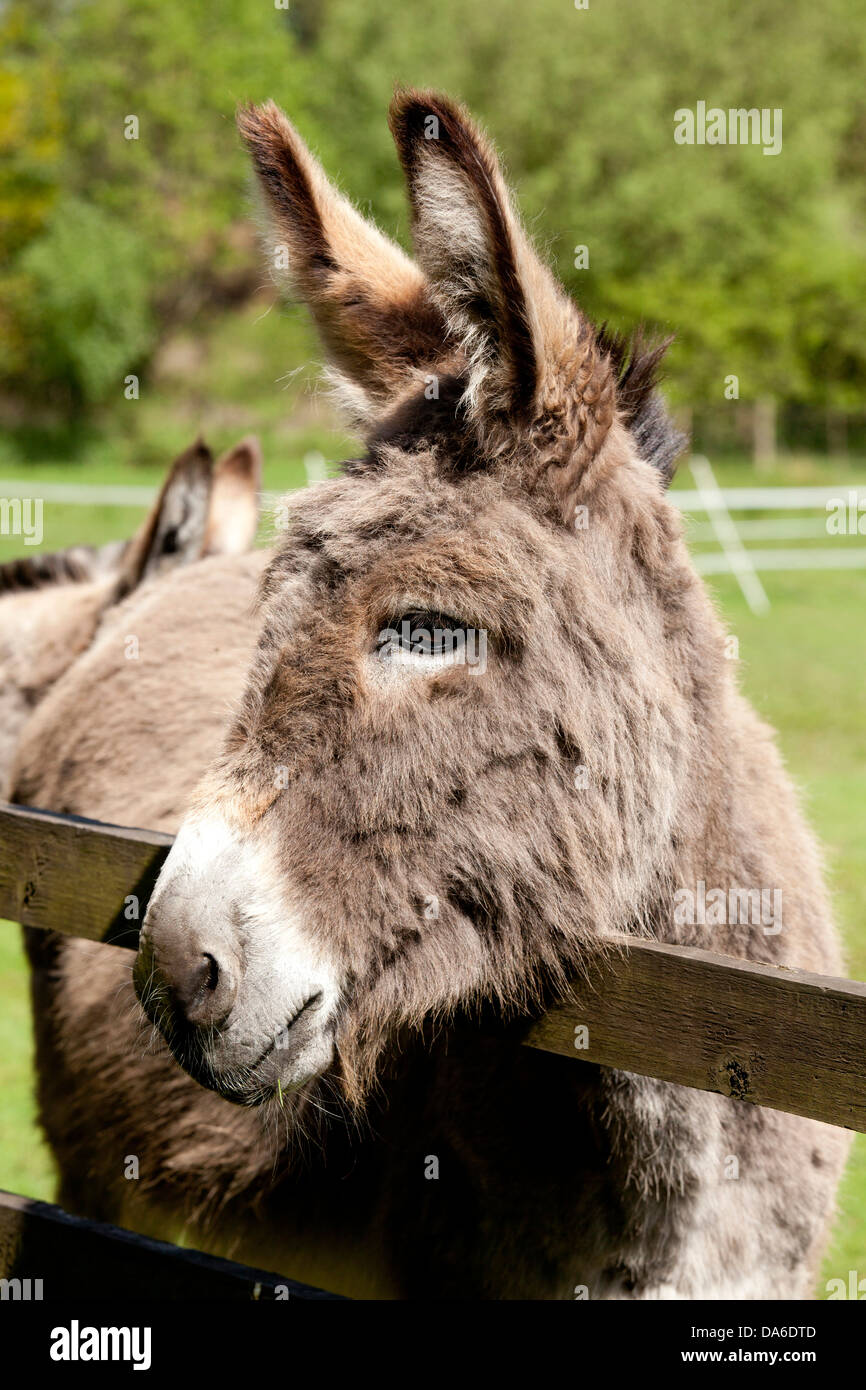 A donkey at the Donkey Sanctuary, Sutton Park Stock Photo - Alamy