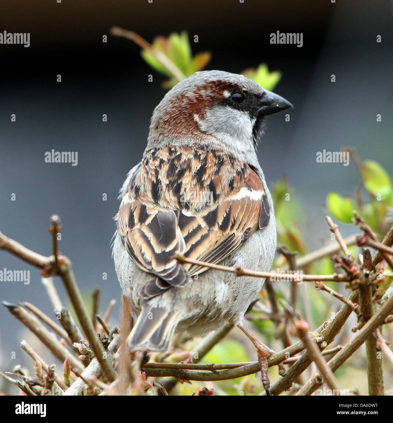 Close-up of a male House Sparrow (Passer domesticus) visiting my garden and balcony  (over 40 images in series) Stock Photo