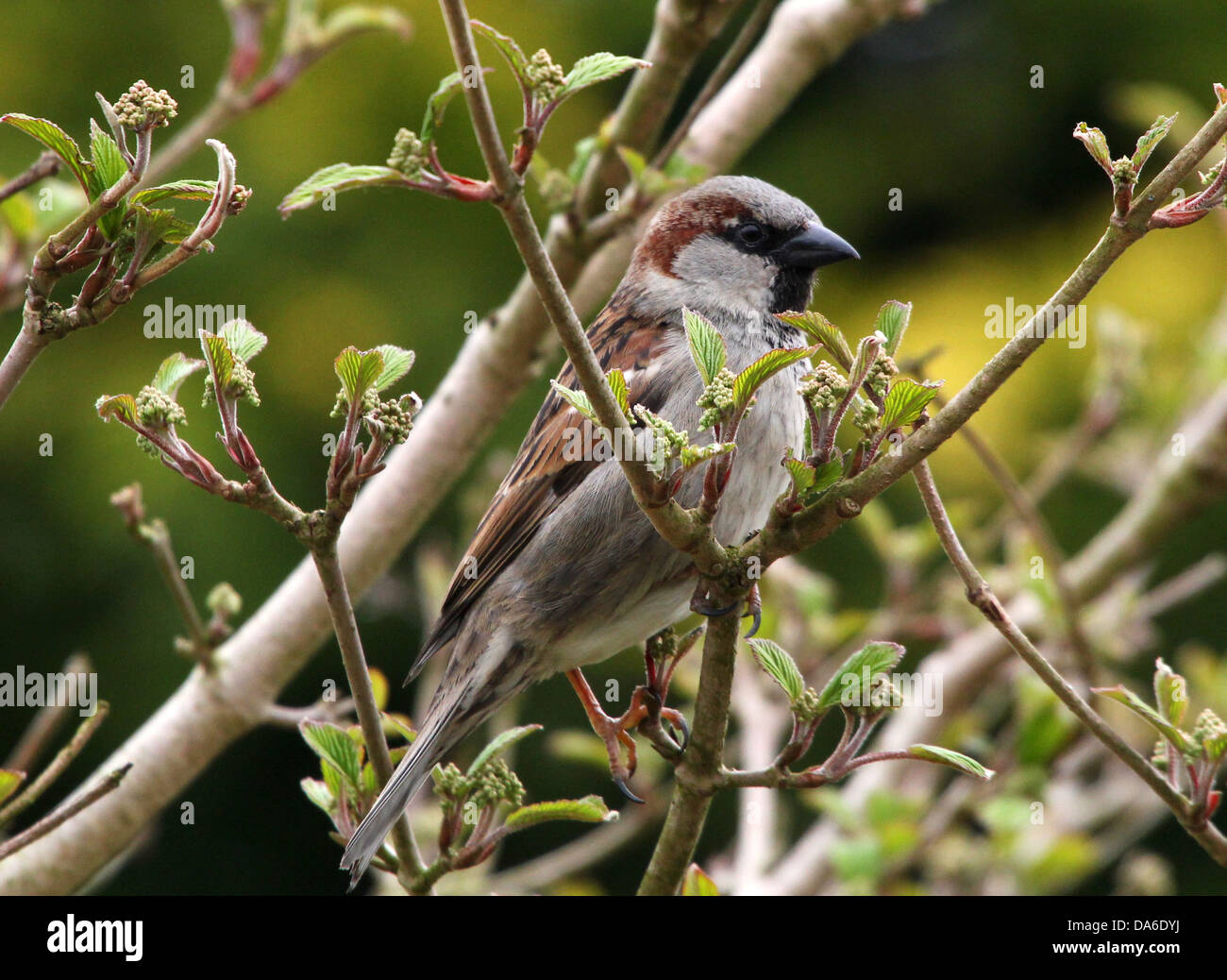 Close-up of a male House Sparrow (Passer domesticus) visiting my garden and balcony  (over 40 images in series) Stock Photo