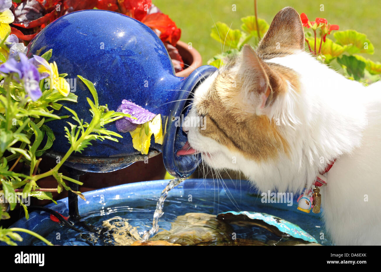 This thirsty cat takes a drink from a garden water feature in a Brighton garden this morning as temperatures start to rise Stock Photo