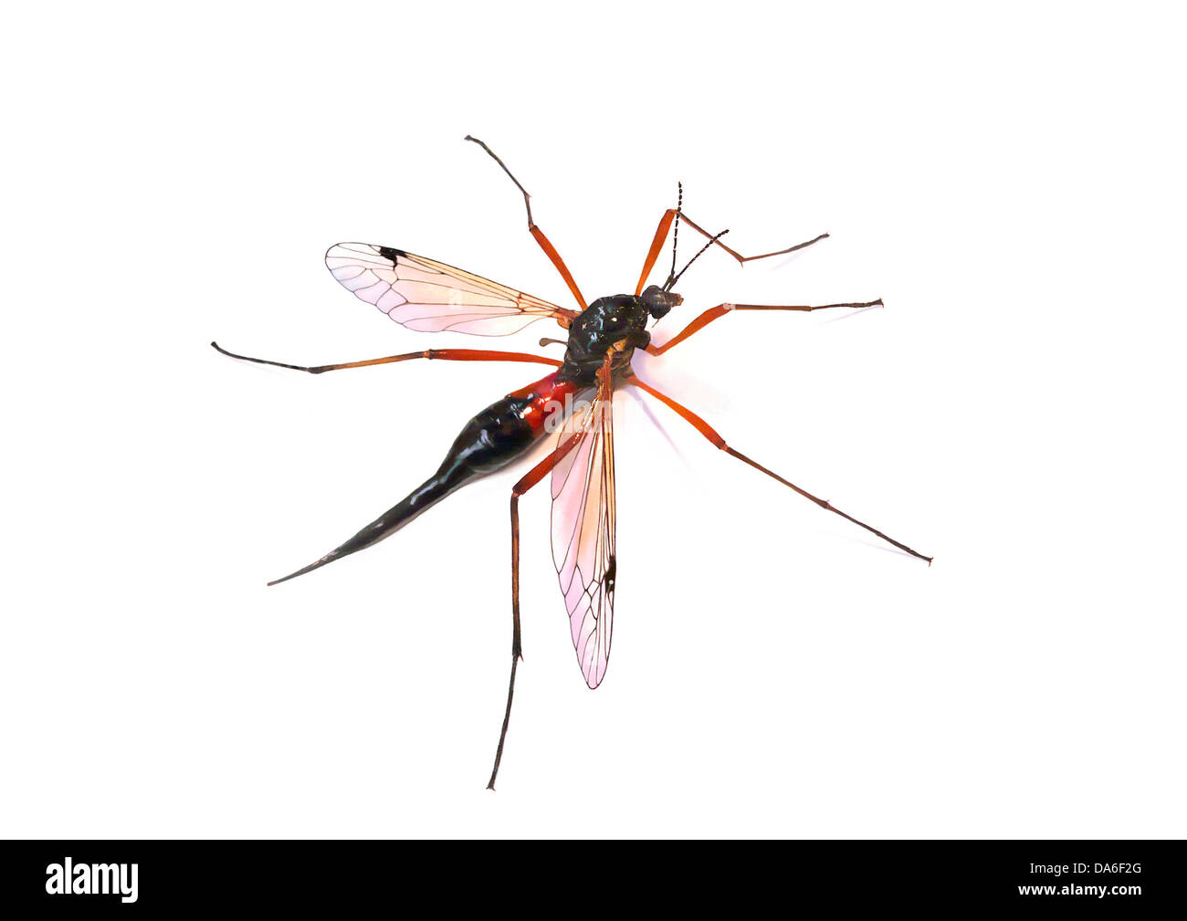 Cranefly species or daddy longlegs (Tipula maxima) Stock Photo