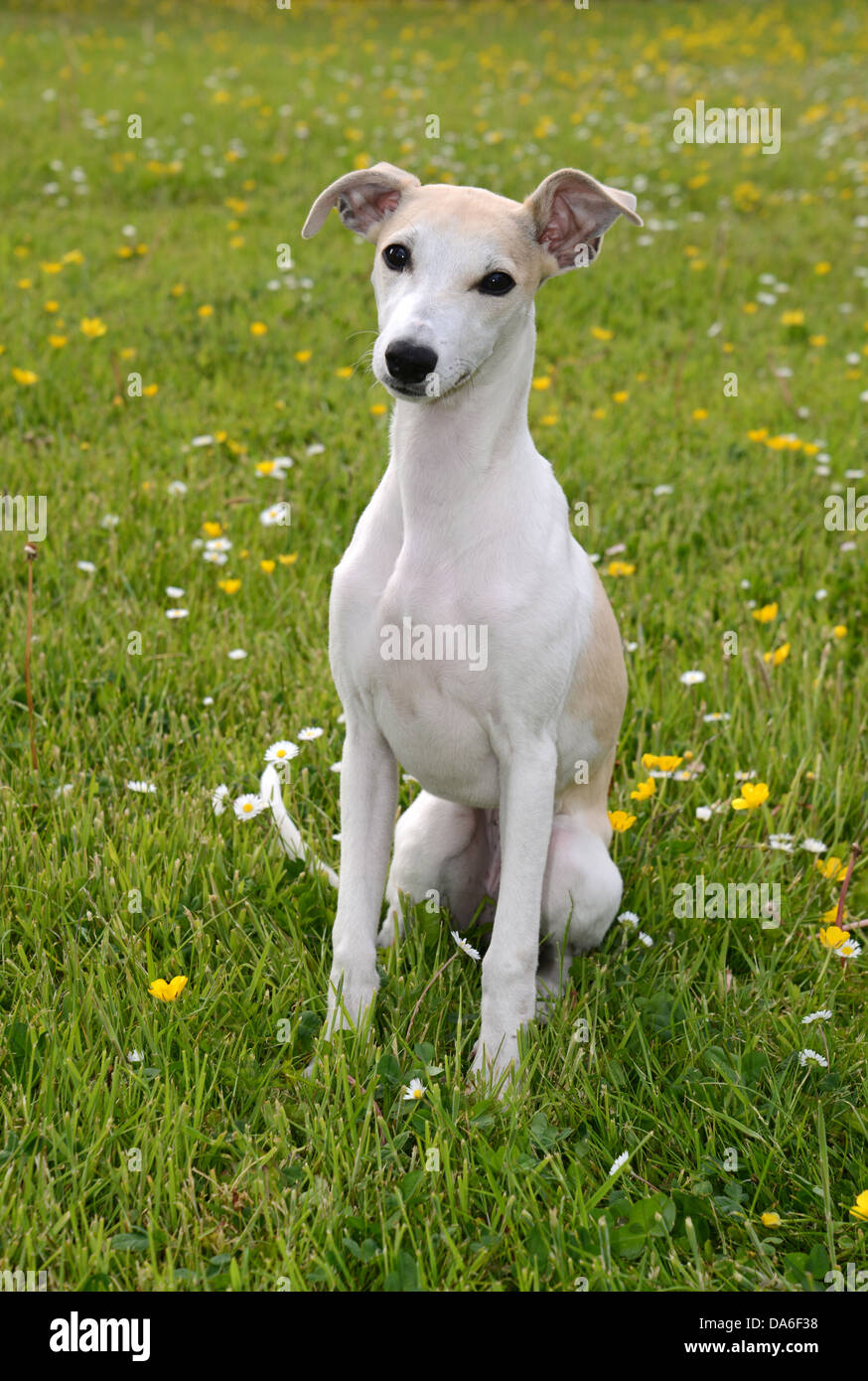 Whippet, dog, dogs, pet, mans best friend, four legged friend, 4 legged friend, fast, coursing, sniffer dog, wag, tail Stock Photo