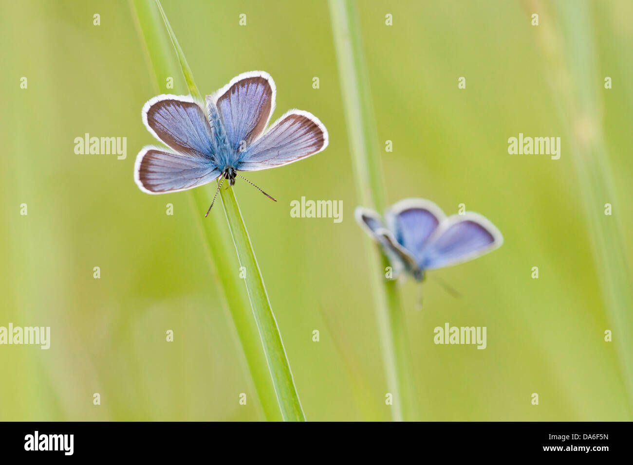 Common Blue (Polyommatus icarus) two butterflies perched on blades of grass Stock Photo